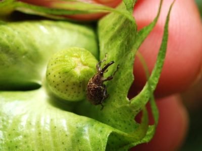 RAINBOW-Bicudo-do-algodoeiro-foto-divulgacao