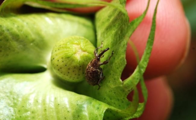 RAINBOW-Bicudo-do-algodoeiro-foto-divulgacao