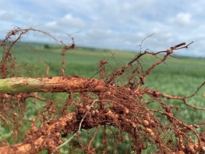 RAIZ-INOCULADA-2.jpg (Médio)