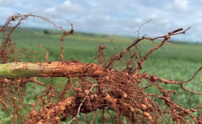 RAIZ-INOCULADA-2.jpg (Médio)