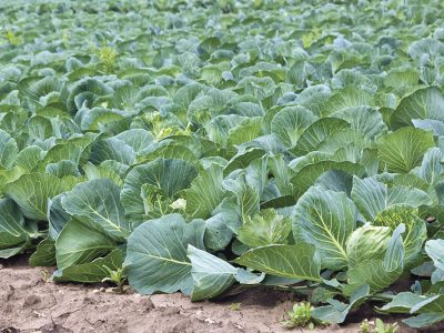 Repolho - Crédito Shutterstock