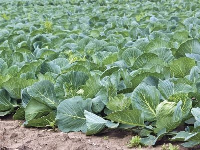 Repolho - Crédito Shutterstock