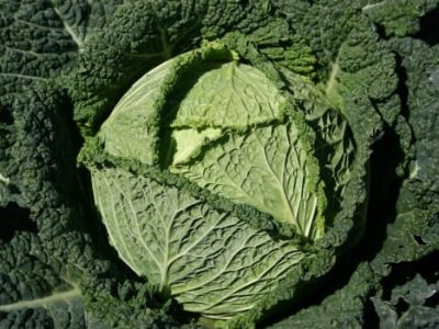 O repolho crespo está entre as culturas exóticas que mais vem ganhando mercado no Brasil, principalmente, entre os chefs de cozinha, para o desenvolvimento de pratos diferenciados, chamados gourmets - Crédito Bejo Sementes