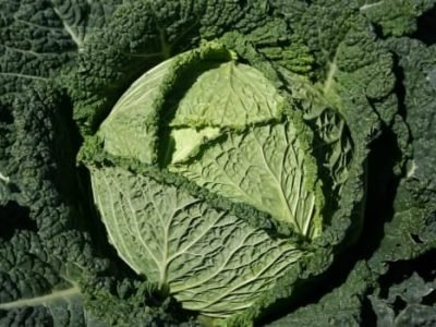 O repolho crespo está entre as culturas exóticas que mais vem ganhando mercado no Brasil, principalmente, entre os chefs de cozinha, para o desenvolvimento de pratos diferenciados, chamados gourmets - Crédito Bejo Sementes