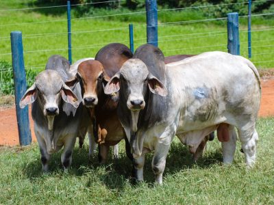 Raça Brahman