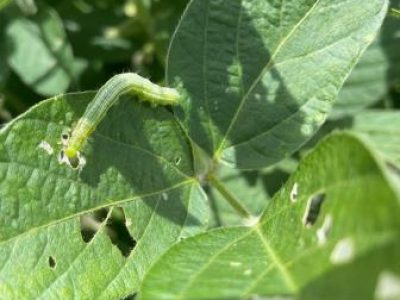 Rachiplusia-nu-1
