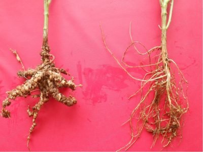 Meloidogyne incognita (esquerda) em comparação ao sistema radicular de uma planta não atacada (direita) - Créditos: Ricardo Bemfica Steffen
