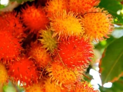 Rambutão - Crédito Embrapa