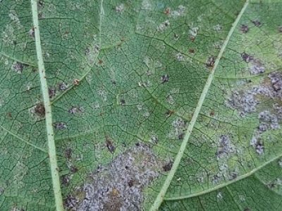 Ramularia