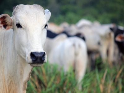 Gado - Crédito: internet
