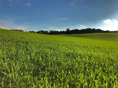 Rentabilidade-trigo-reuniao-Lucas-bochnia