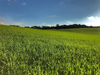 Rentabilidade-trigo-reuniao-Lucas-bochnia