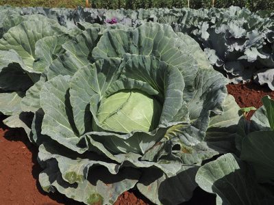 Repolho - Créditos: Divulgação