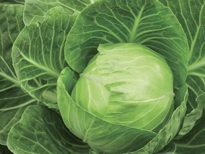 Repolho - Crédito: Shutterstock