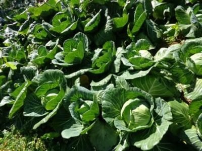 A xanthomonas é a principal doença da cultura do repolho e causa sérios prejuízos, portanto, no plantio de verão o produtor deve optar por variedades tolerantes - Crédito Hélcio Costa