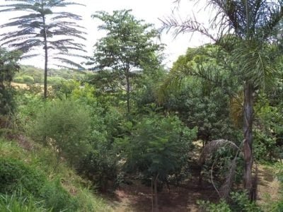 Restauração Ecológica - Crédito Carlos Eduardo Moraes Pereira