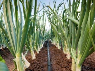 RoDrip-r3a000152-2100x1400-146dccc9-7a10-42d9-943d-6ed5e3a0b5e0