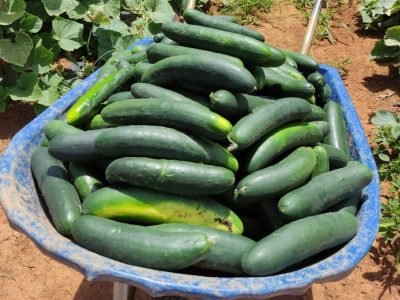 Pepino Murayama F1
Agristar do Brasil