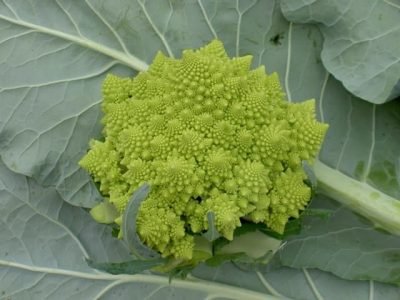 Romanesco - uma hortaliça exótica - Crédito Bejo Sementes
