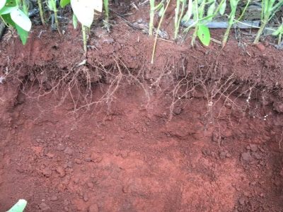 SEM aplicacao de Microgeo