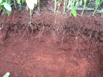 SEM aplicacao de Microgeo