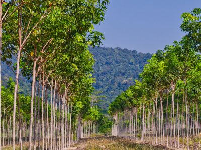 Seringueiras - Fotos: Shutterstock
