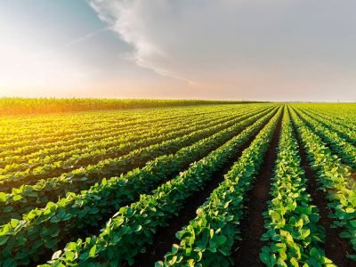 SINDIVEG - Maior incidencia de pragas eleva area tratada com defensivos agricolas em 2020