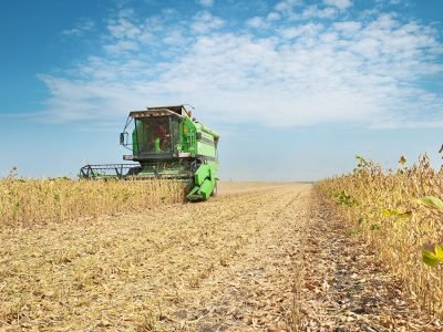 Soja - Créditos: shurtterstock