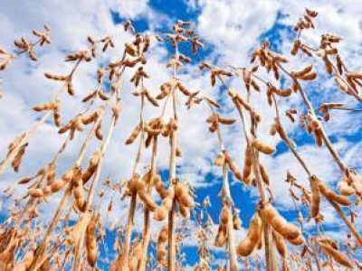 Vista de baixo para cima de pés de soja uma plantação de soja.
