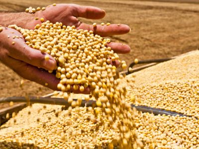 Soja - Crédito: BASF