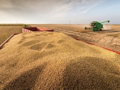 Soja - Créditos: shurtterstock