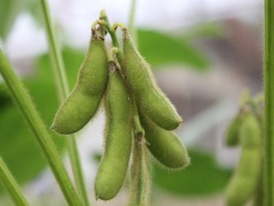 Soja - Créditos: shurtterstock