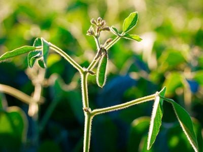 Soja - Crédito Shutterstock