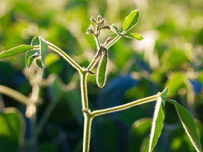 Soja - Créditos: shurtterstock