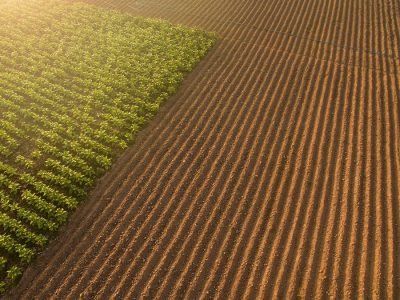 Solo -  Crédito Shutterstock