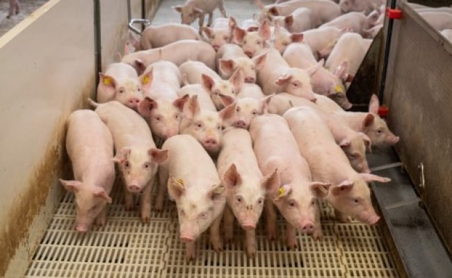 Foto: Wenderson Araujo/Trilux