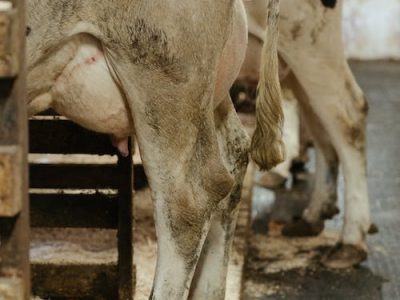 SYNTEC-GRANDES-ANIMAIS-MASTITE-CAUSA-PREJUIZO-AOS-PRODUTORES-FOTO-DIVULGACAO