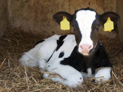 cute young black and white calf lies in straw and looks alert