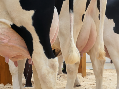 SYNTEC-GRANDES-Mastite-Bovina-como-prevenir-a-doenca-que-mais-causa-prejuizo-ao-rebanho-Foto-istockphoto-Telefone