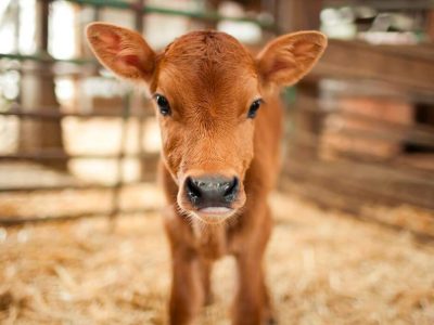 SYNTEC-Grandes-animais-Diarreia-em-bezerros-Credito-Divulgacao