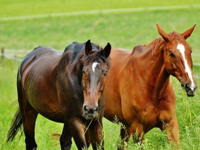 SYNTEC-PETS-Encefalomielite-viral-mata-85-a-cada-100-equinos-afetados-foto-Divulgacao