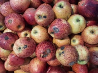 Sarna-da-maçã-em-fruto