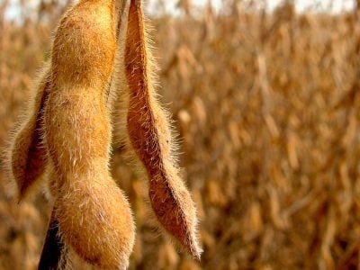 Soja - Créditos: shurtterstock