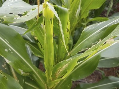 Dano causado pela lagarta do cartucho - Crédito: Fernando Valicente