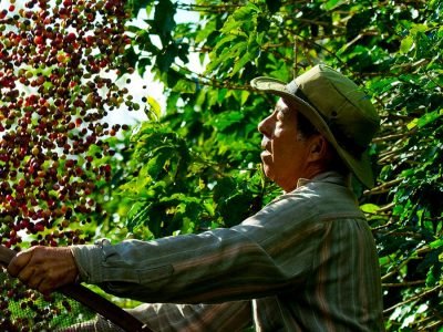 Produtor - Crédito: FMC