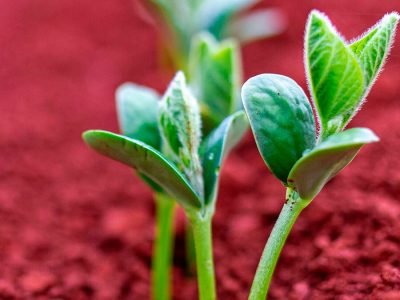 Soja - Créditos: shurtterstock