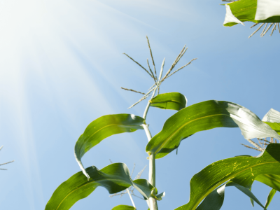 Agronegócio - Foto internet