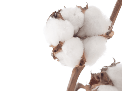 Principais doenças do Algodoeiro