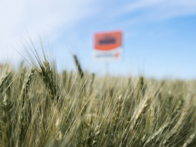 Segurança agronômica inédita entre os trigos branqueadores
