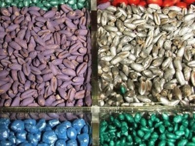 Sementes 29 - Crédito Ana Maria Diniz (06-2014)